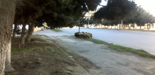 Ət bahalaşdı, qoyunlar şəhərə çıxdı (FOTO)