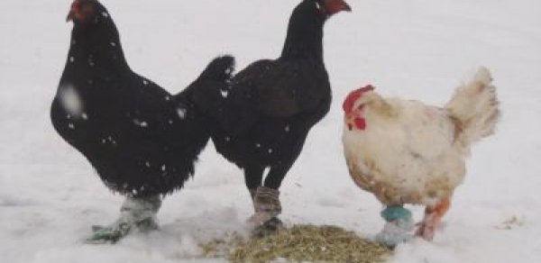 Toyuqlara da çorab geyindirən tapıldı - FOTO