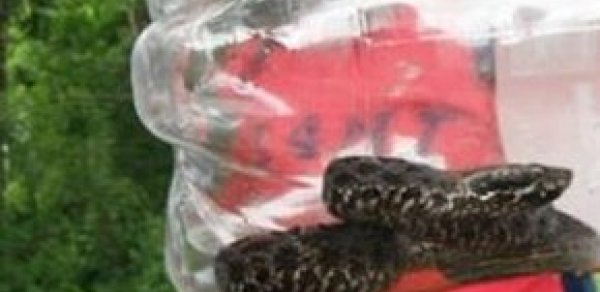 Qazlı su aldı, içindən ilan çıxdı - FOTO