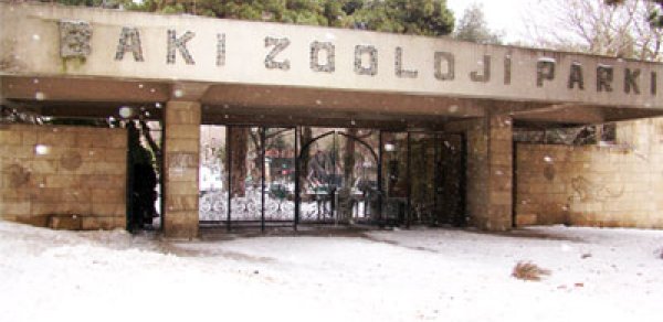 Bakı zooparkına yeni heyvan gətirilir