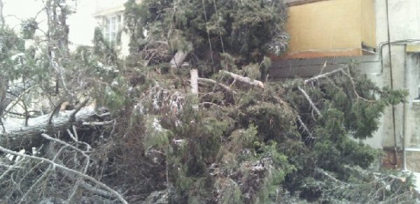 Bakıda 15 metr hündürlüyündə ağac evin üstünə aşdı
