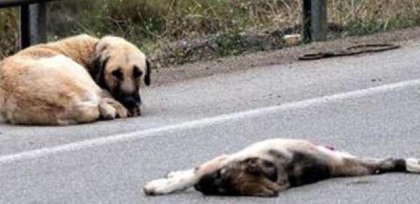 Azərbaycanda 8 nəfər quduzluqdan öldü