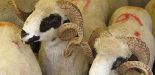 Nazirlik Qurban bayramı ilə bağlı əmr imzaladı
