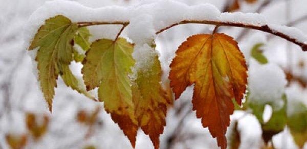 Bakıda havanın temperaturu 0 dərəcəyə enəcək