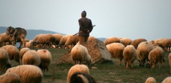 Azərbaycanda dəhşətli cinayət: Çoban oğlanın başını kəsdi, qızın 