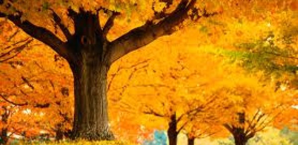 Bu adam yarpaqların vurğunudur - VİDEO