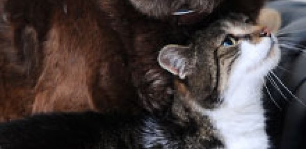 İtlə pişiyin dostluğu - FOTOLAR