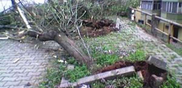 Bakıda ağac maşının üstünə aşdı - VİDEO