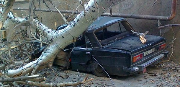 Bakıda ağac maşının üstünə aşdı - FOTOLAR