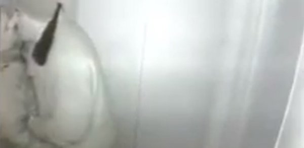 Bakıda iki kişi liftdə dodaq-dodağa öpüşdü –  ŞOK VİDEO (16+)