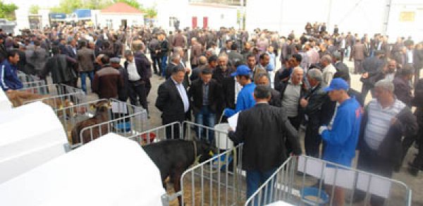 Azərbaycanda buzov sərgisi keçirildi