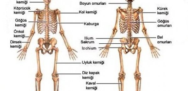 İnsan bədəni haqqında 85 ən maraqlı fakt