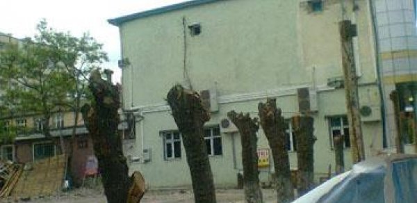 Sumqayıtda ağaclara qarşı ‘soyqırım’ - FOTOLAR 