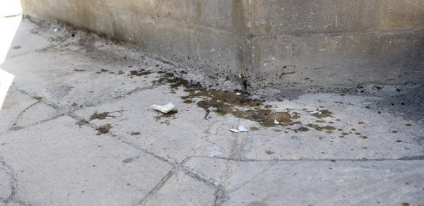 Maskalılar 