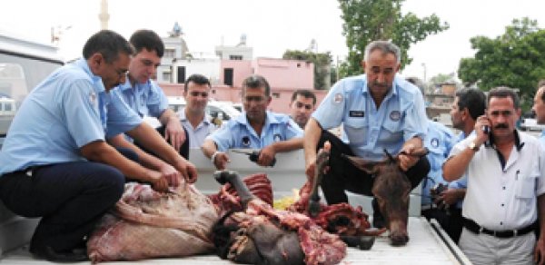 Dönərxanada eşşək əti aşkarlandı -  Bakıda 