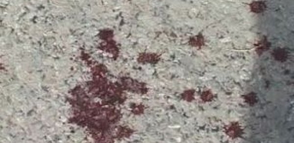 Azərbaycanda ailə faciəsi: Baldız gəlini öldürdü