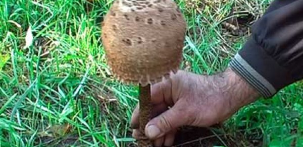 Zaqatalada göbələkdən zəhərlənənlər komadan çıxıblar