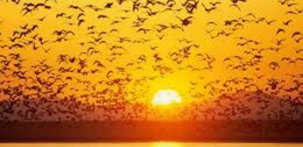 Havanın temperaturu yüksələcək