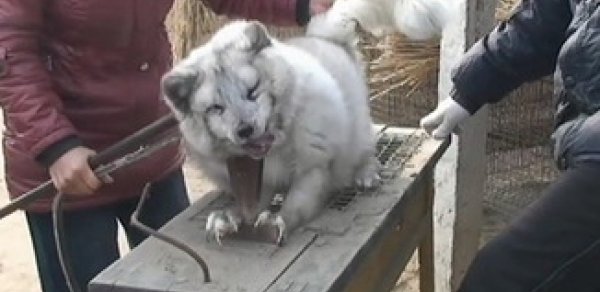 Xəz-dərinın hazırlanması -  VİDEO