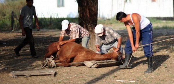 Azərbaycanda şirkətlərin kolbasa fırıldağı –  ŞOK FAKTLAR 
