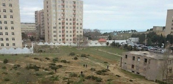 Nəbatat bağında ağacları kəsənlər axtarışa verildi - FOTO 