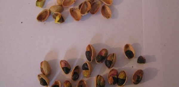 Püstənin içindən narkotik çıxdı
