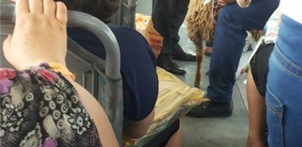 Bakıda qoyunu avtobusa mindirdilər - FOTO