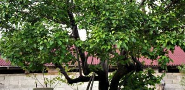 74 yaşlı qadın ağacdan yıxılaraq öldü
