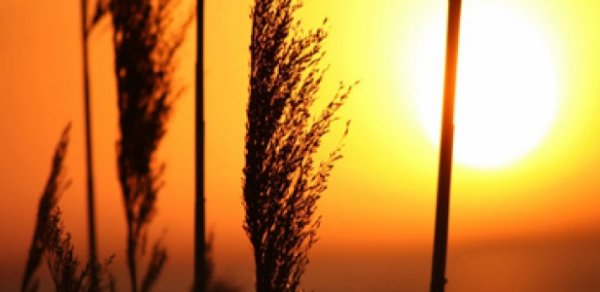 Havanın temperaturu 40 dərəcəyə yüksələcək