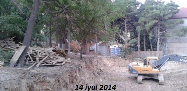 Binəqədidə icra başçısının ‘ağac soyqırımı’ davam edir - FOTOLAR