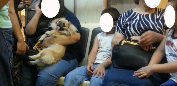 Bakı metrosunda bu da oldu: İt metroya mindi - FOTOLAR