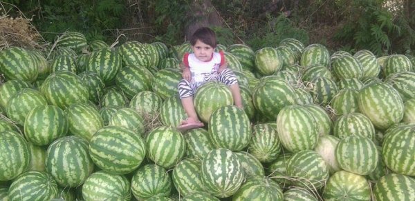 Erməni qızlar Zəngilan qarpızını satır - FOTOLAR
