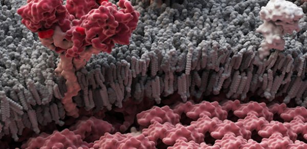 Azərbaycanda Ebola virusu ilə mübarizəyə hazırlaşırlar