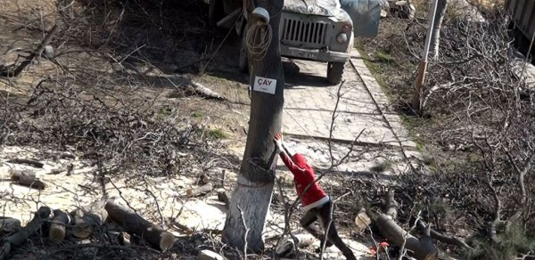 Bakıda daha bir ağac yandırılması faktı aşkar edildi - VİDEO