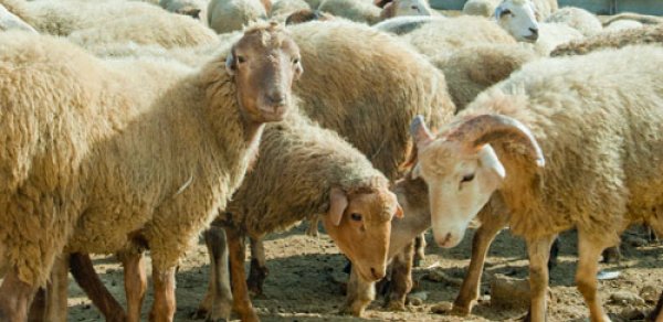Azərbaycanda qurbanlıq heyvanların satışı təşkil ediləcək