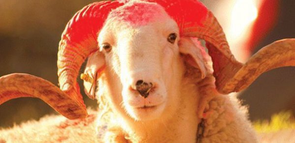Qurban bayramı ilə əlaqədar - XƏBƏRDARLIQ