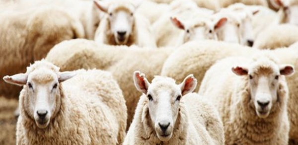 Qurbanlıq heyvanların satış - QİYMƏTİ