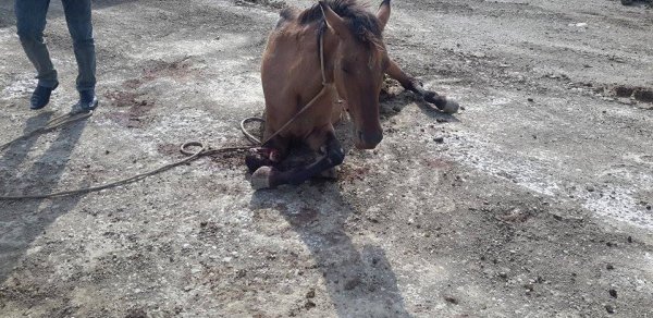 Bakı-Şamaxı yolunda tükürpərdici olay: şikəst edilən at yolun ortasında can çəkişir (FOTOLAR +16)