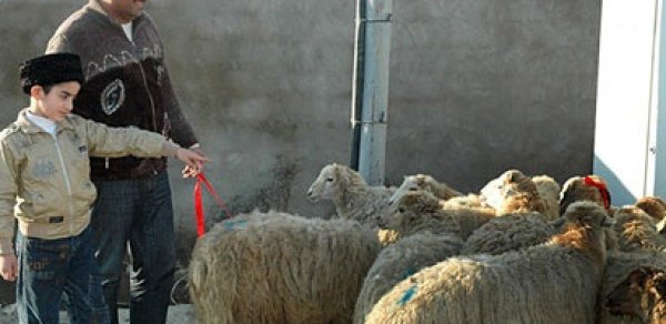 Nazir kəsiləcək qoyunların sayını açıqladı