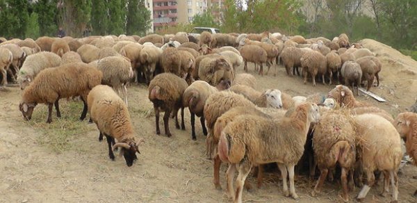 Nazir: Qurbanlıq heyvanların satış qiyməti endirildi