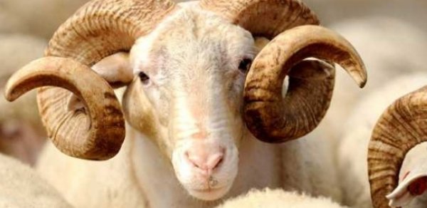 Azərbaycanda Qurban bayramı qeyd olunur