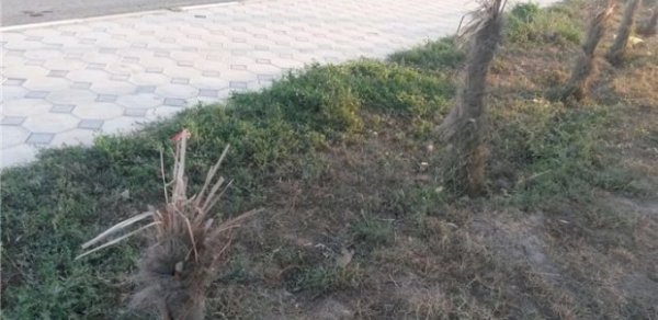 İcra başçısının aldığı bahalı palmalar quruyub - FOTOLAR