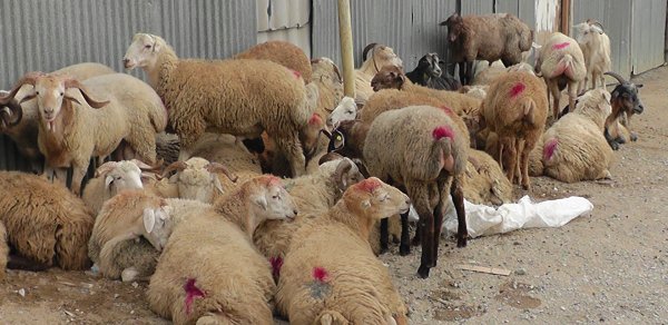 Şok iddia: ‘Satışda olan qoyunlar Ermənistandan gətirilir’