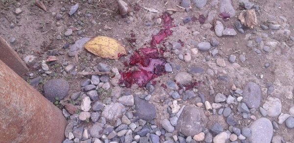 Qardaş qardaşı qanına qəltan etdi- Bərdədə - Fotolar