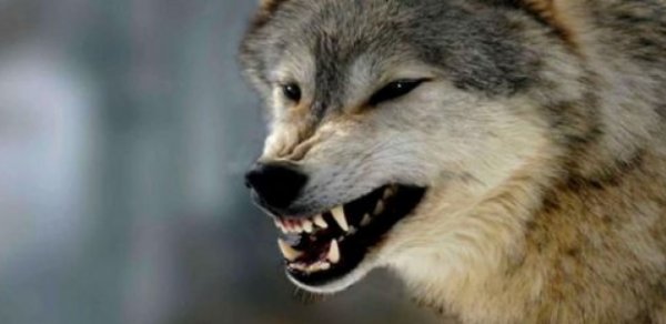 Bir ailənin dörd uşağını canavar parçaladı