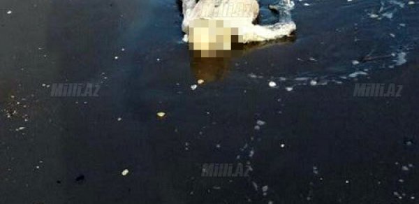 Xəzər bu gün bir ailəyə od salacaq - FOTO +18