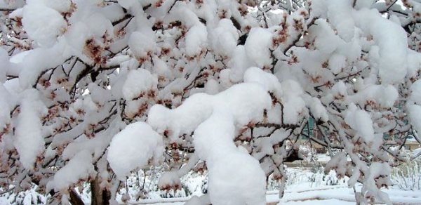 Qar gəlir –  Hava proqnozu 