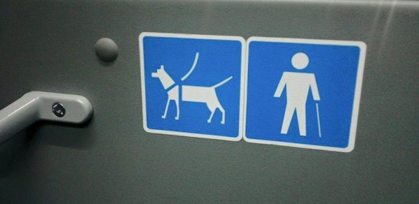 Avtobuslarda itlər üçün yer - FOTOLAR