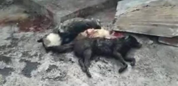 Bakıda evsiz itləri öldürüb yandırırlar – FOTO - VİDEO +18 