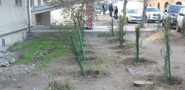 “Təmiz Binəqədi”də ağac terroru - FOTOLAR